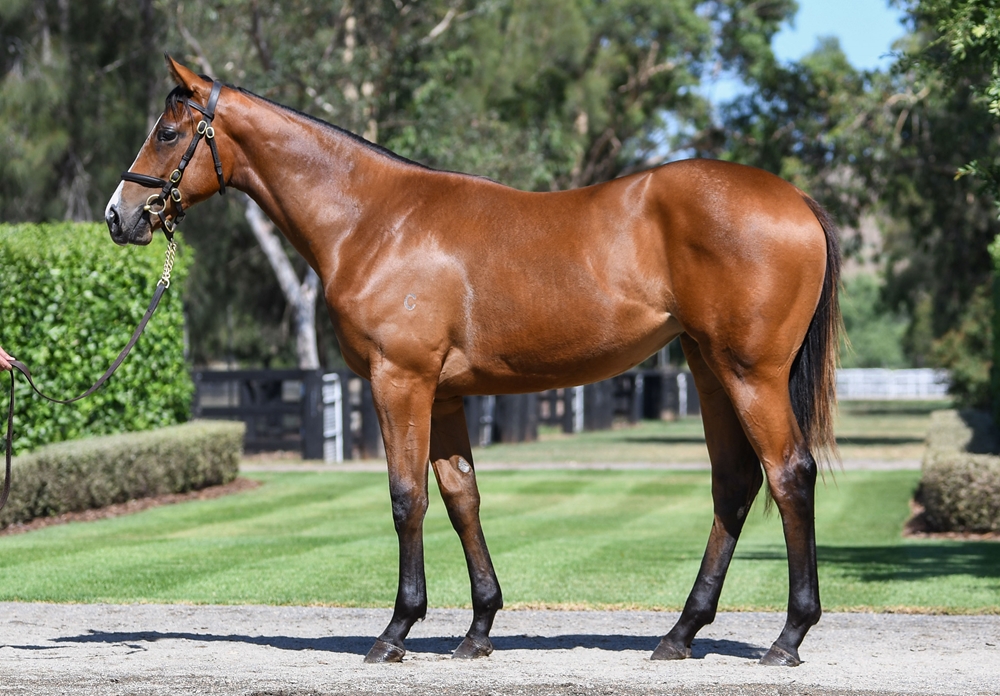 I Am Invincible (AUS) / Qafila (AUS) 2024 Filly - Image 1