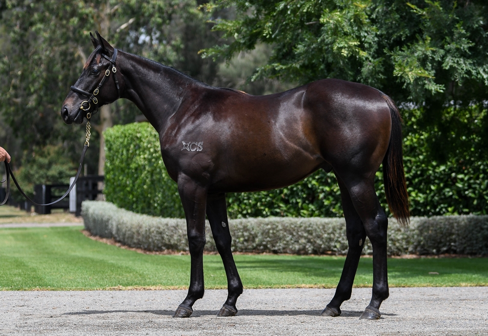 Wootton Bassett (GB) / Salome (AUS) 2024 Colt - Image 1