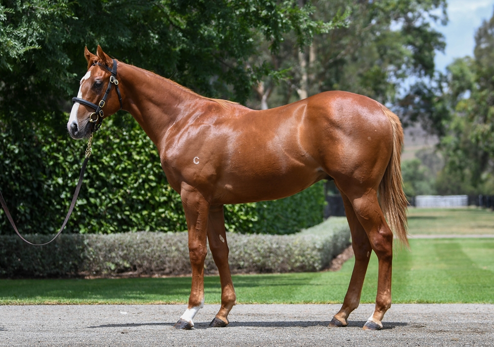 Snitzel (AUS) / Telaawa (AUS) 2024 Colt - Image 1