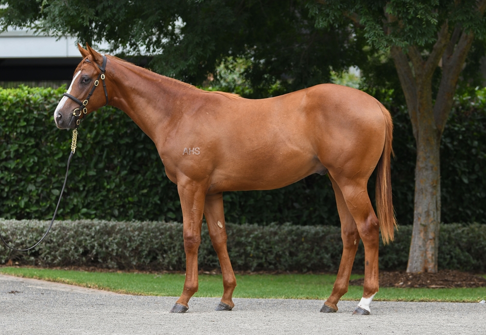 Justify (USA) / Test the World (NZ) 2024 Colt - Image 1