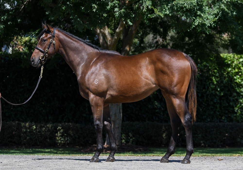 So You Think (NZ) / Testimonial (AUS) 2024 Filly - Image 1
