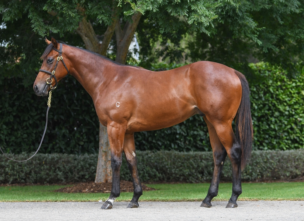 St Mark's Basilica (FR) / Tiggy Wiggy (IRE) 2024 Colt - Image 1