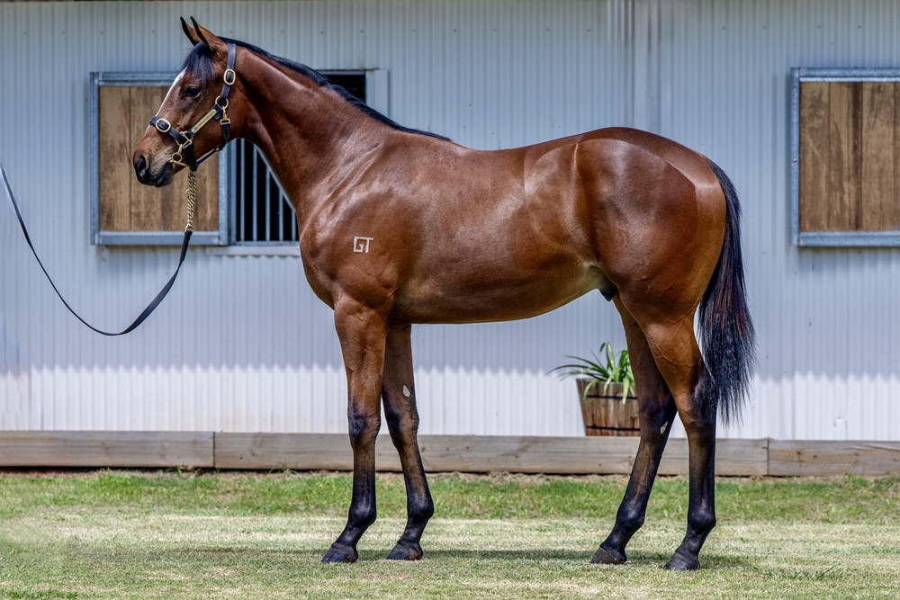 Toronado (IRE) / Baby Pink (IRE) 2024 Colt - Image 1