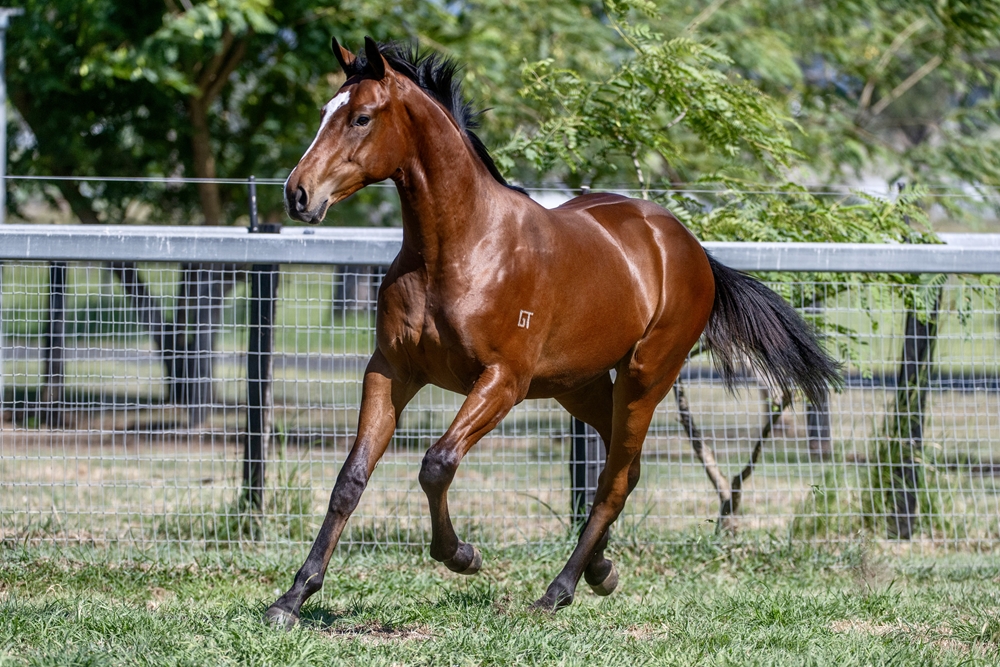 Toronado (IRE) / Baby Pink (IRE) 2024 Colt - Image 3