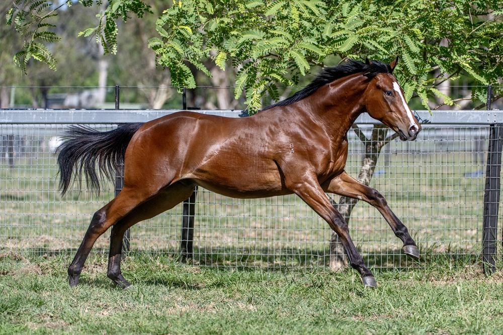 Toronado (IRE) / Baby Pink (IRE) 2024 Colt - Image 4