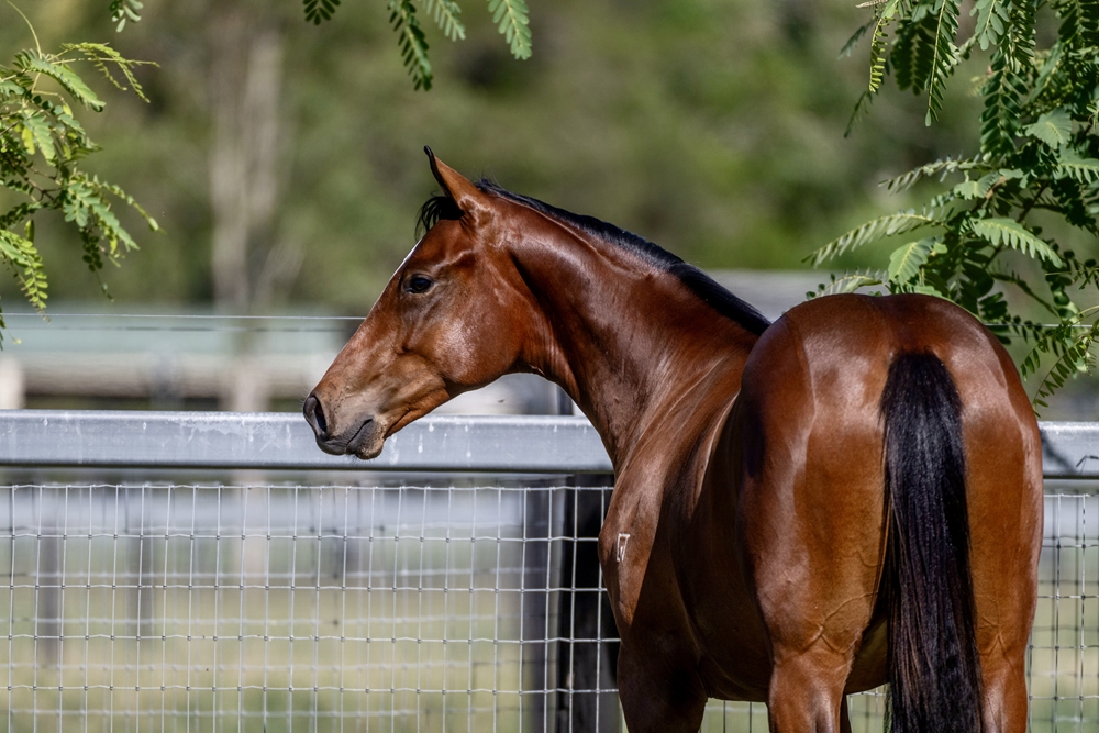 Toronado (IRE) / Baby Pink (IRE) 2024 Colt - Image 5