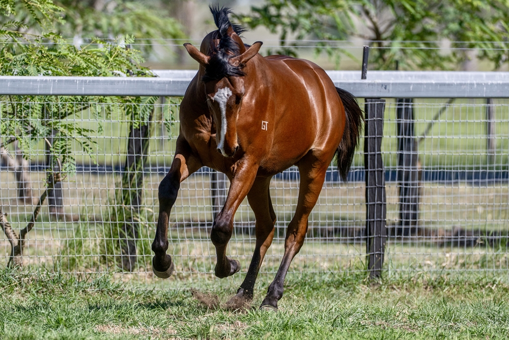 Toronado (IRE) / Baby Pink (IRE) 2024 Colt - Image 6