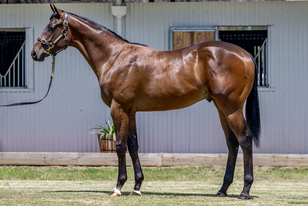 Spirit of Boom (AUS) / Conducir (AUS) 2024 Colt - Image 1
