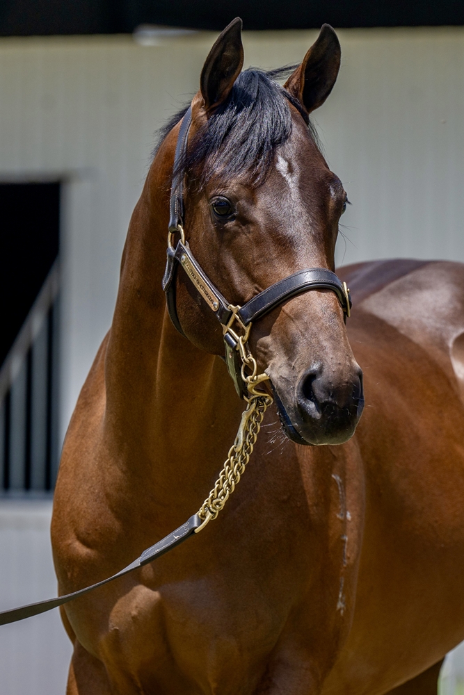 Spirit of Boom (AUS) / Conducir (AUS) 2024 Colt - Image 2