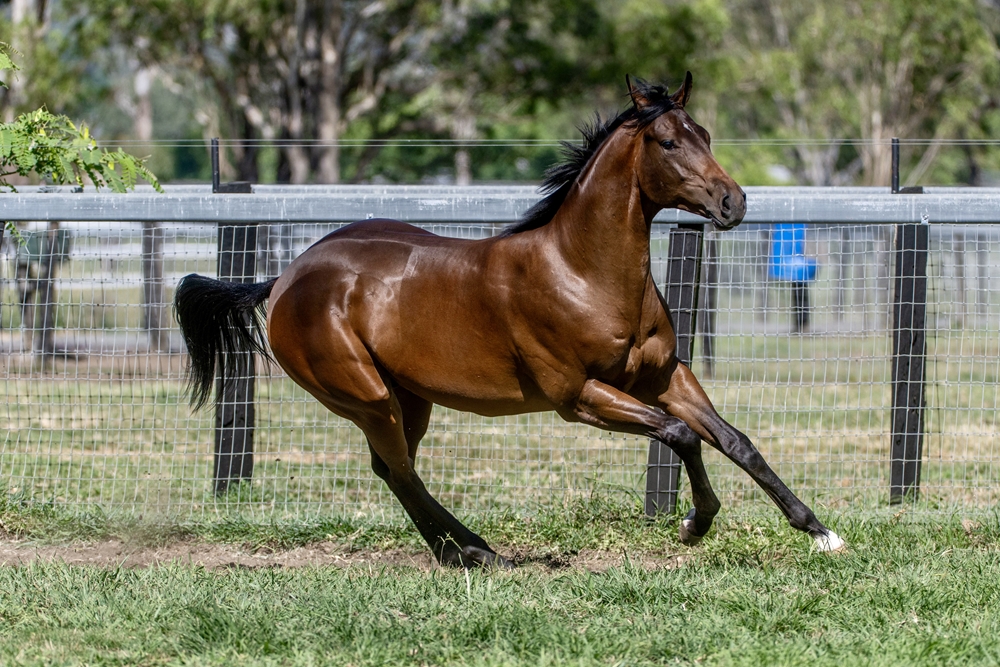 Spirit of Boom (AUS) / Conducir (AUS) 2024 Colt - Image 3