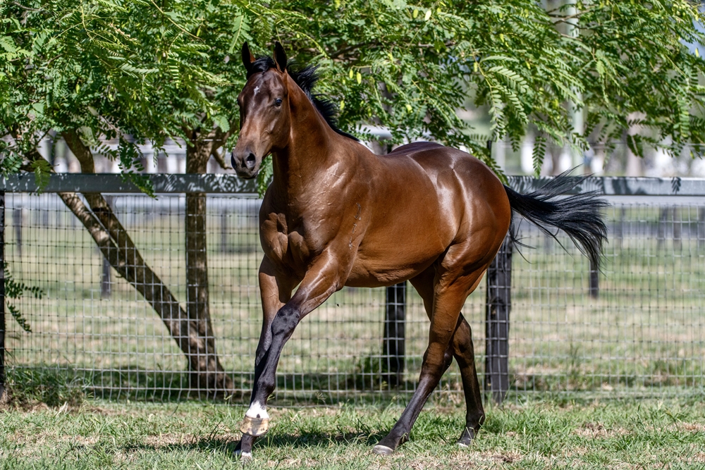 Spirit of Boom (AUS) / Conducir (AUS) 2024 Colt - Image 4