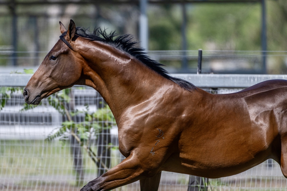 Spirit of Boom (AUS) / Conducir (AUS) 2024 Colt - Image 5