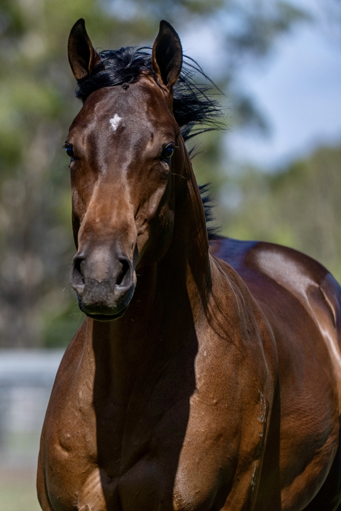 Spirit of Boom (AUS) / Conducir (AUS) 2024 Colt - Image 6