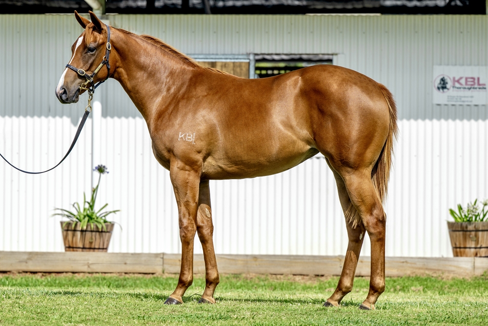 Stronger (AUS) / Continuous (AUS) 2024 Filly - Image 1