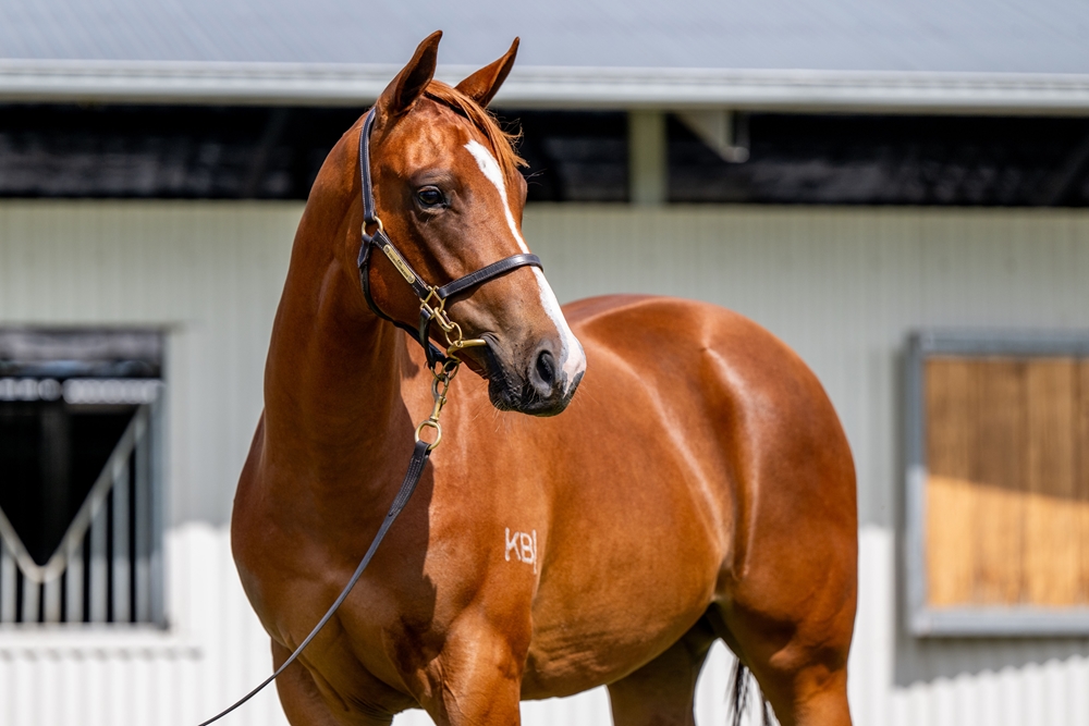 Stronger (AUS) / Continuous (AUS) 2024 Filly - Image 2