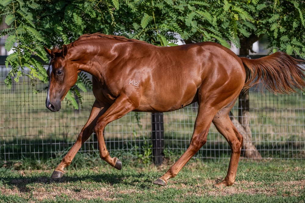 Stronger (AUS) / Continuous (AUS) 2024 Filly - Image 3