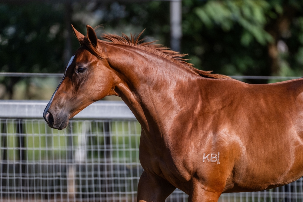 Stronger (AUS) / Continuous (AUS) 2024 Filly - Image 4
