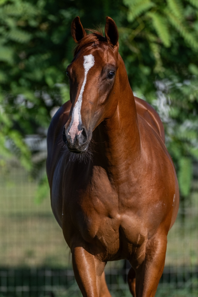 Stronger (AUS) / Continuous (AUS) 2024 Filly - Image 5