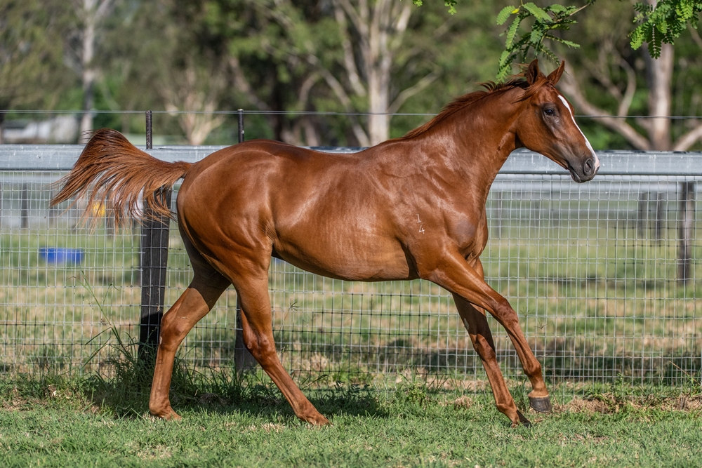Stronger (AUS) / Continuous (AUS) 2024 Filly - Image 6