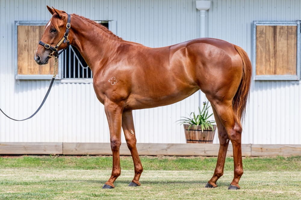 Harry Angel (IRE) / Nikau (AUS) 2024 Filly - Image 1