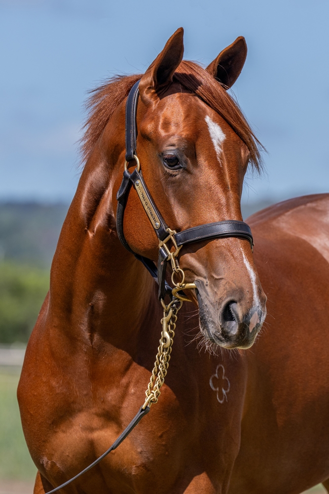 Harry Angel (IRE) / Nikau (AUS) 2024 Filly - Image 2
