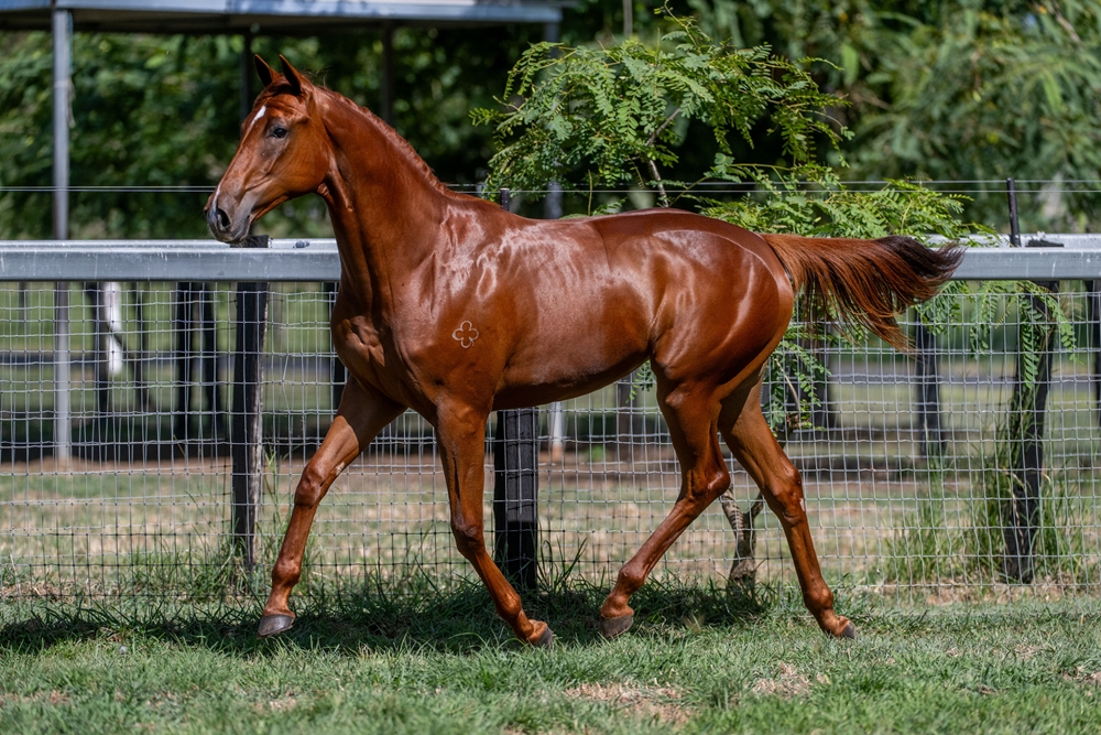Harry Angel (IRE) / Nikau (AUS) 2024 Filly - Image 4