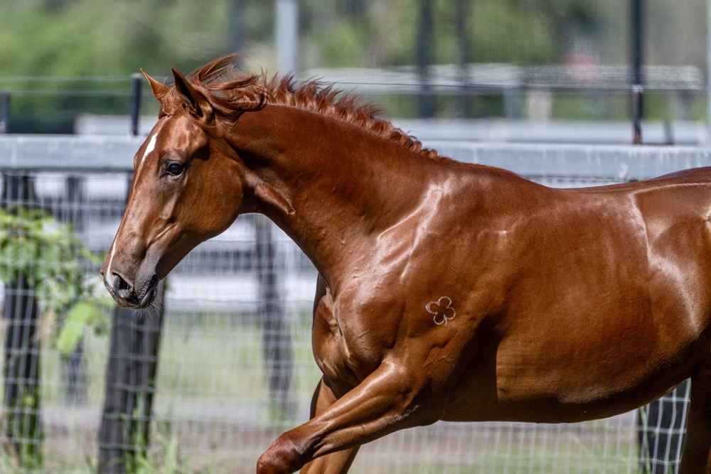 Harry Angel (IRE) / Nikau (AUS) 2024 Filly - Image 5