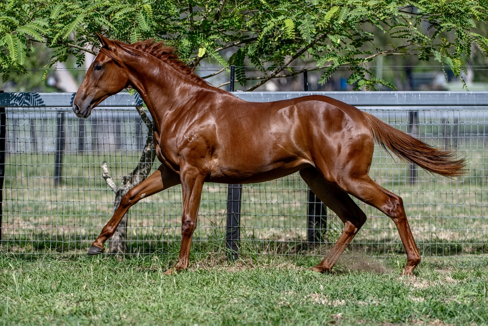 Harry Angel (IRE) / Nikau (AUS) 2024 Filly - Image 6