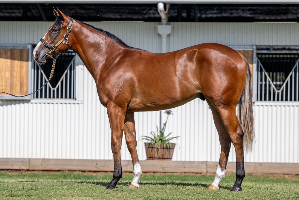 Stay Inside (AUS) / Prize Draw (AUS) 2024 Colt - Image 1