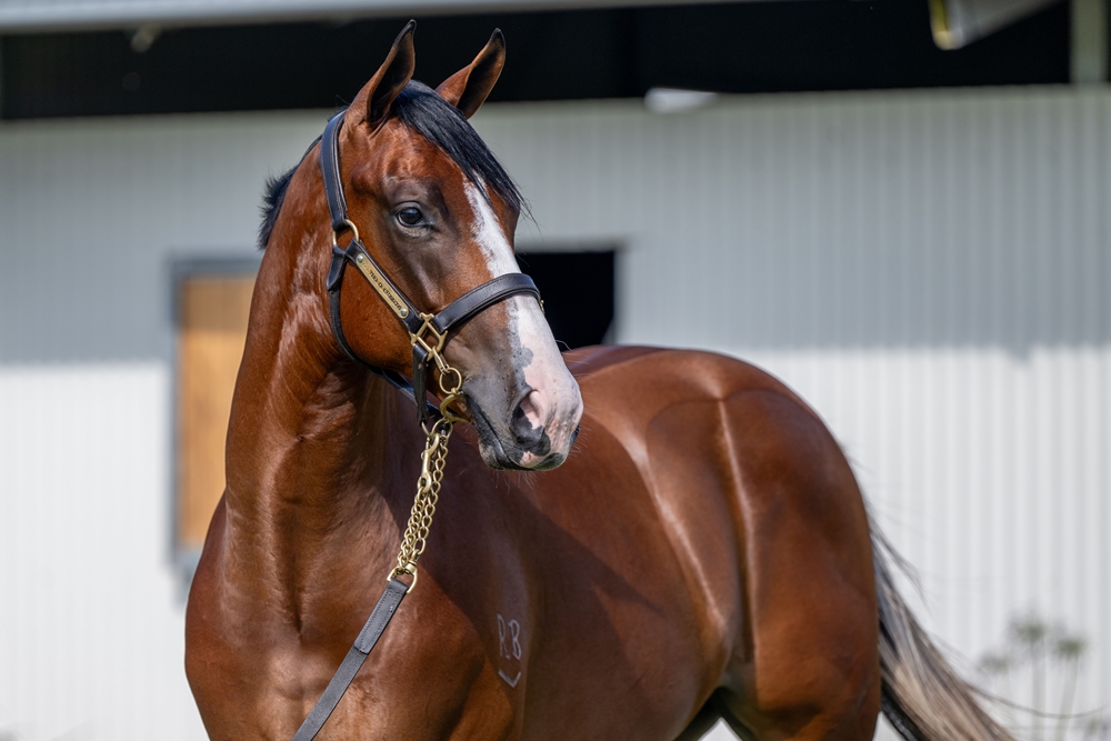 Stay Inside (AUS) / Prize Draw (AUS) 2024 Colt - Image 2