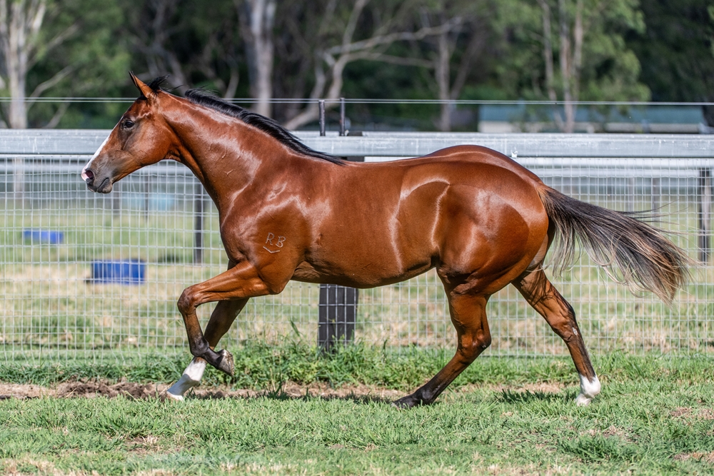 Stay Inside (AUS) / Prize Draw (AUS) 2024 Colt - Image 3