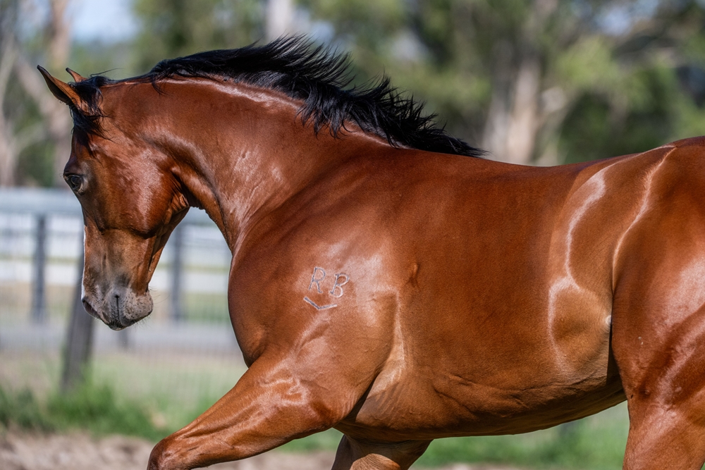 Stay Inside (AUS) / Prize Draw (AUS) 2024 Colt - Image 4