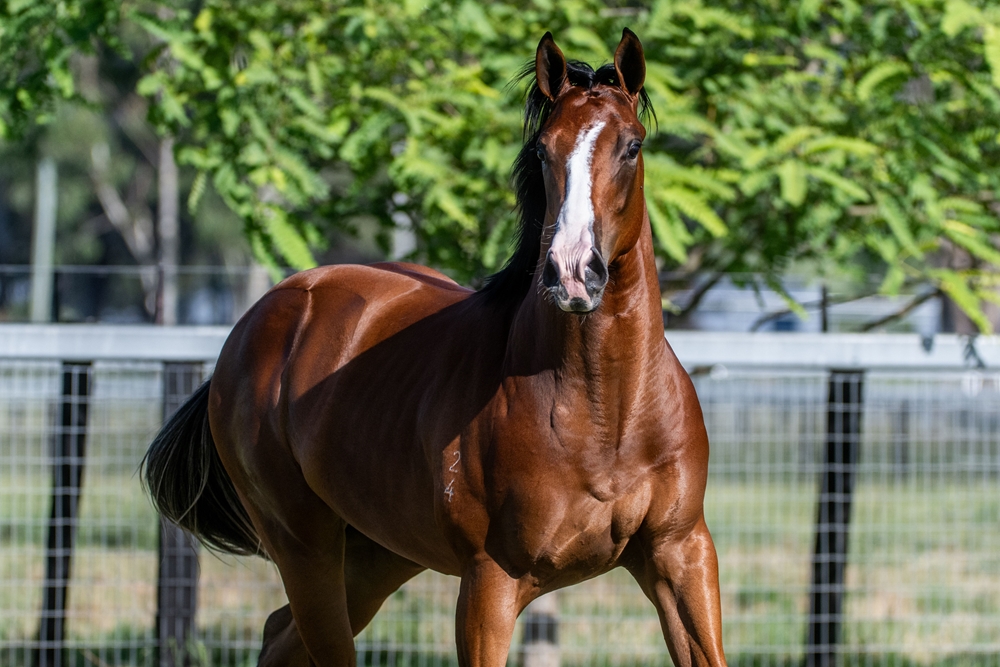 Stay Inside (AUS) / Prize Draw (AUS) 2024 Colt - Image 5