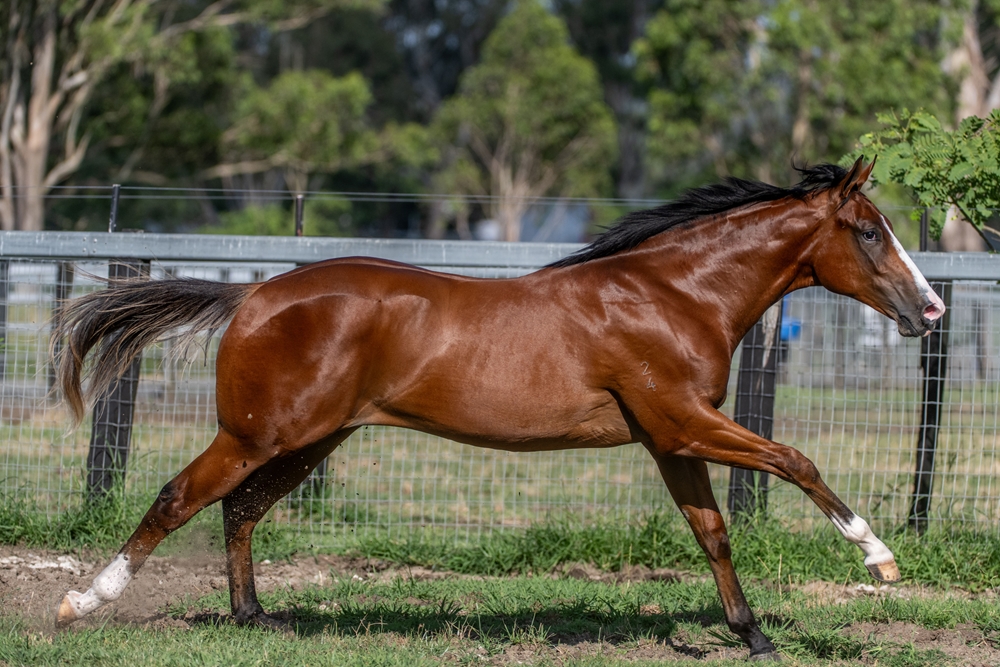 Stay Inside (AUS) / Prize Draw (AUS) 2024 Colt - Image 6