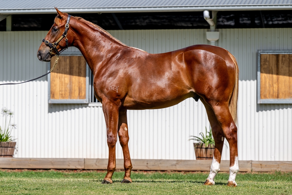 Home Affairs (AUS) / Queen of Eight (AUS) 2024 Colt - Image 1