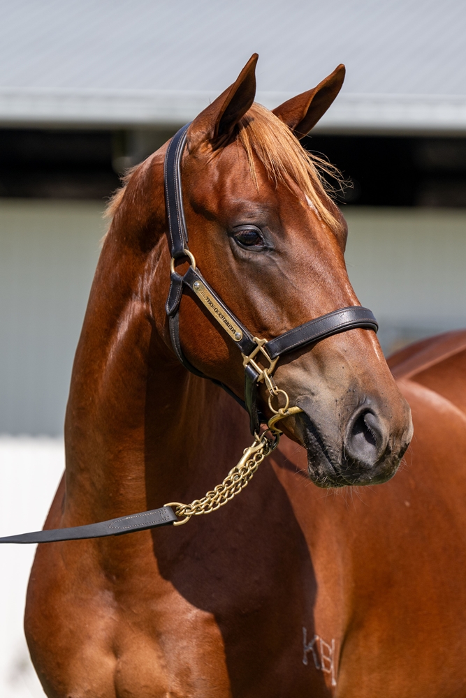 Home Affairs (AUS) / Queen of Eight (AUS) 2024 Colt - Image 2