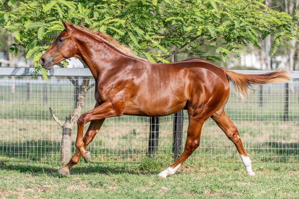 Home Affairs (AUS) / Queen of Eight (AUS) 2024 Colt - Image 3