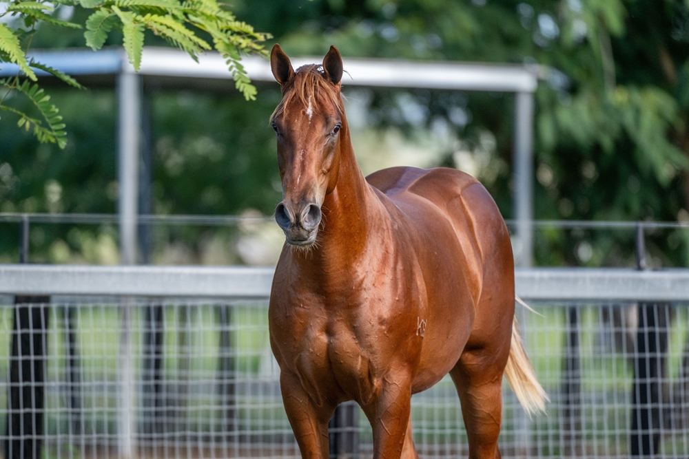 Home Affairs (AUS) / Queen of Eight (AUS) 2024 Colt - Image 4