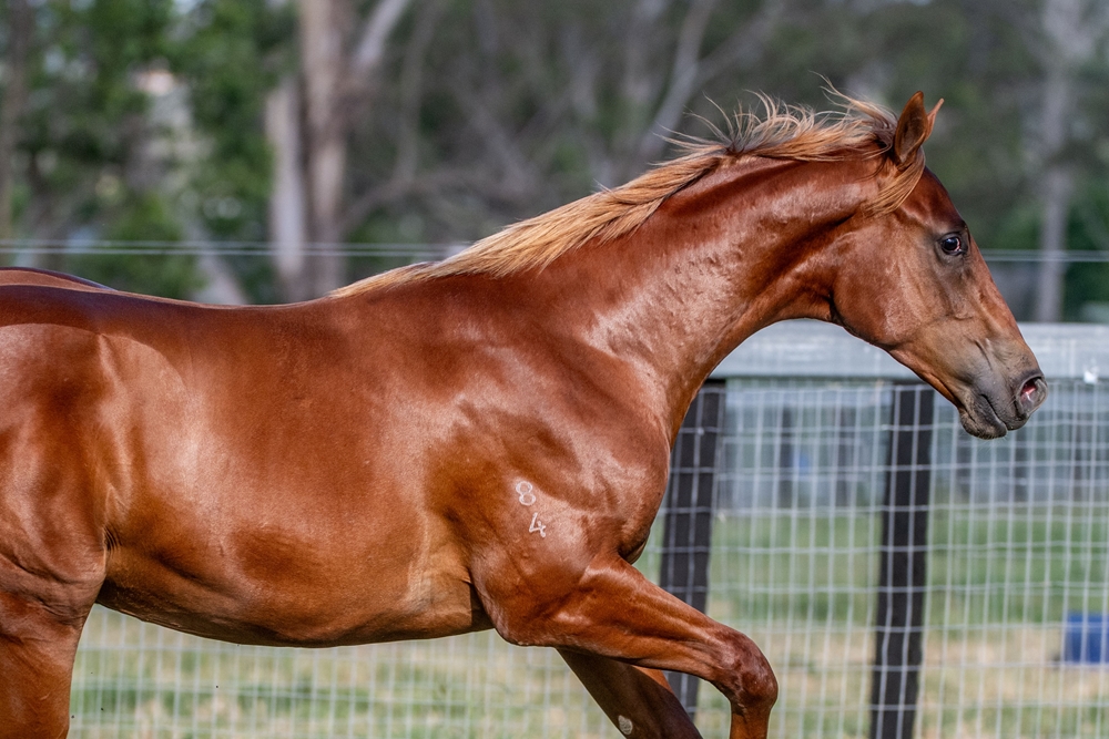 Home Affairs (AUS) / Queen of Eight (AUS) 2024 Colt - Image 5