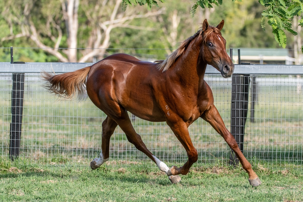 Home Affairs (AUS) / Queen of Eight (AUS) 2024 Colt - Image 6
