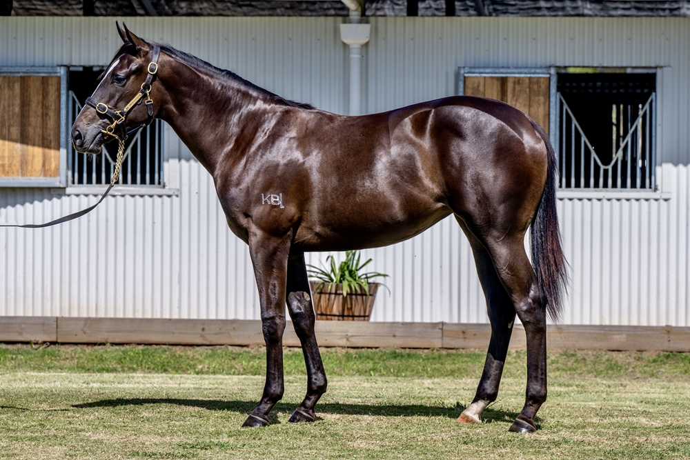Wooded (IRE) / Deed of Gift (AUS) 2024 Filly - Image 1