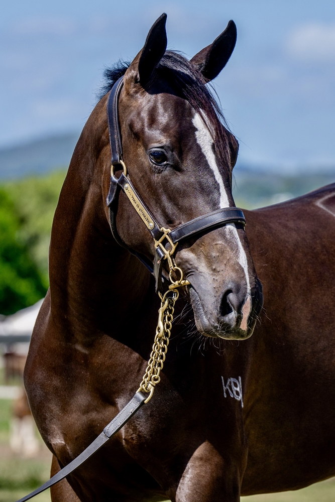 Wooded (IRE) / Deed of Gift (AUS) 2024 Filly - Image 2