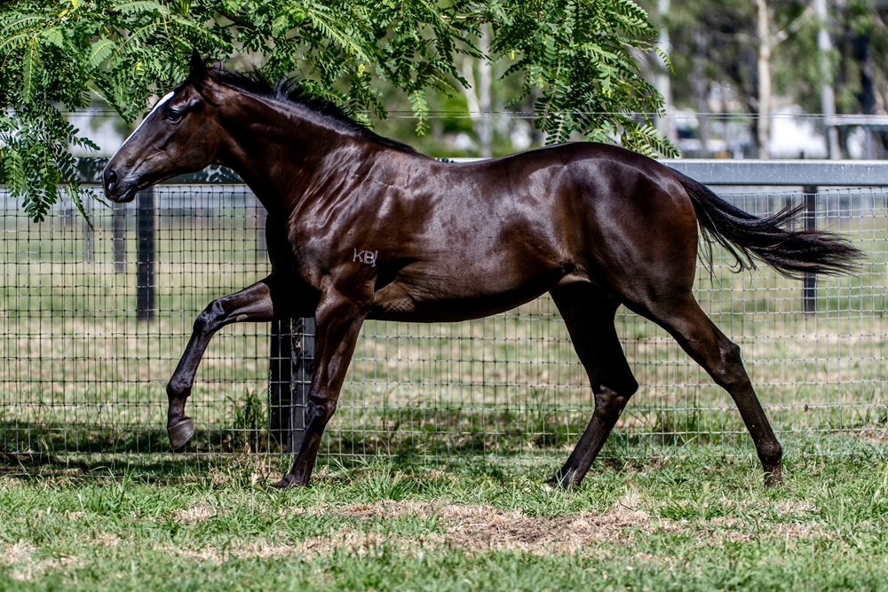 Wooded (IRE) / Deed of Gift (AUS) 2024 Filly - Image 3