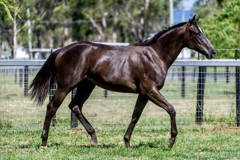 Wooded (IRE) / Deed of Gift (AUS) 2024 Filly - Image 4