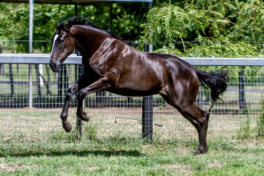 Wooded (IRE) / Deed of Gift (AUS) 2024 Filly - Image 5