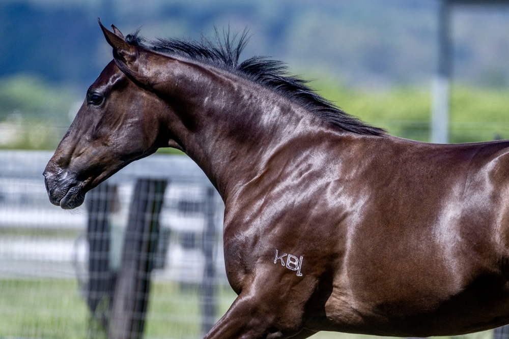 Wooded (IRE) / Deed of Gift (AUS) 2024 Filly - Image 6