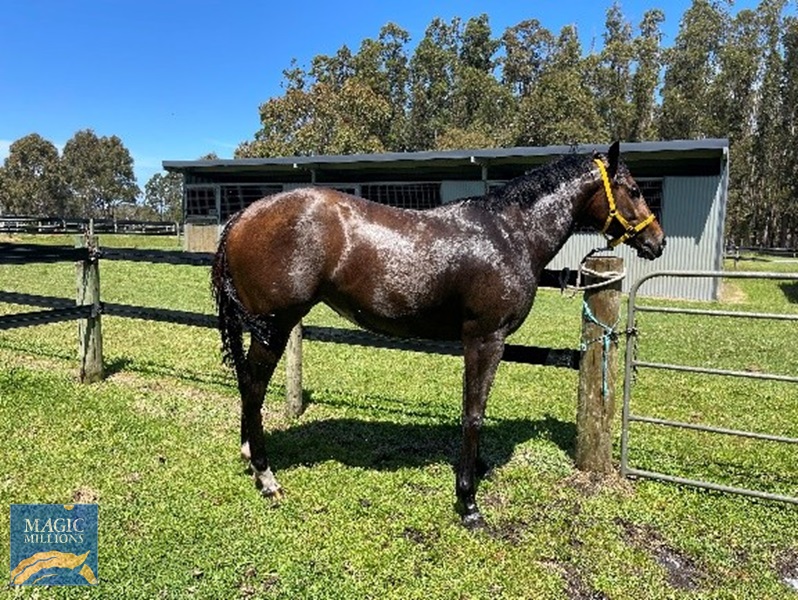 Big Mare confirmation