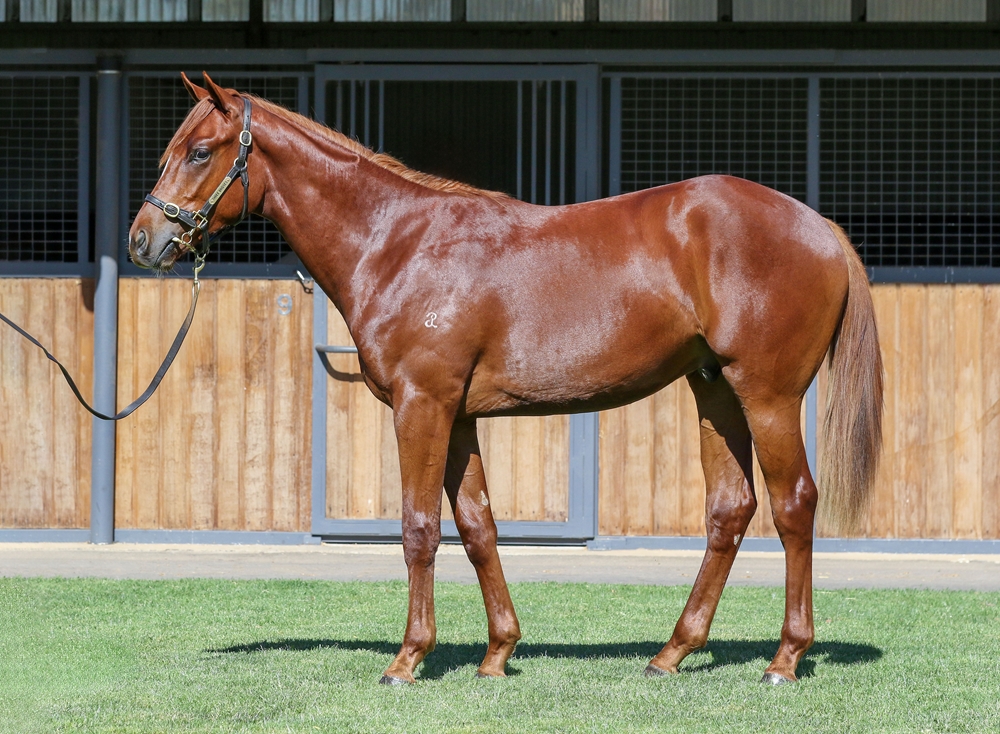 Siyouni (FR) / Cloud Angel (GB) 2024 Colt - Image 1