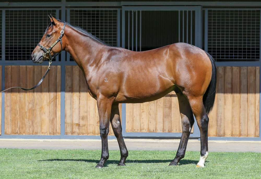 Toronado (IRE) / Lamu (GB) 2024 Colt - Image 1