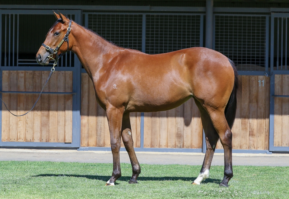 Frankel (GB) / Lolloping (USA) 2024 Filly - Image 1
